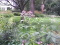 Backyard (1)